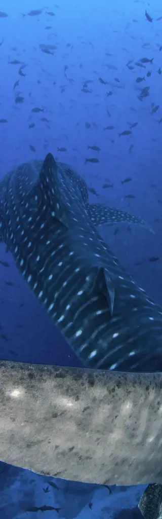 Tauchreisen Costa Rica